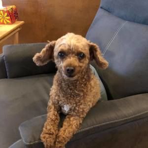 Meet your Posher, Tracey